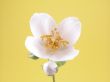 jasmine