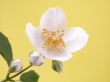 jasmine