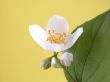 jasmine