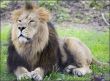 Male lion