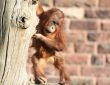 Baby orang