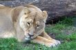 Lioness