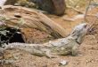 Tuatara