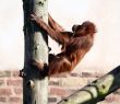 Orang in tree