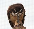 Owl  and mouse