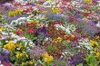 Spring flowers