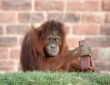 Orang playing