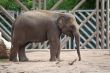 Juvenile elephant