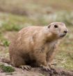 Prairie dog