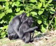 Macaque