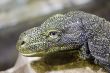 Crocodile monitor