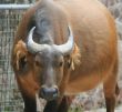 Buffalo