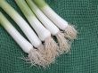 fresh leeks on board