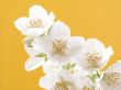 jasmine