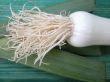 fresh leeks on board