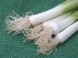 fresh leeks on board