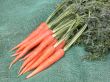 carrots