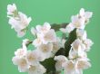 jasmine