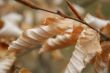 Autumn foliage / background