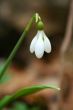 white snowdrop flower