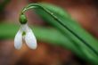 white snowdrop flower