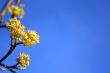 Spring flowers on a background of the sky