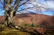 Spring mountains landscape
