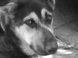 Black and white sad dog