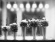 Black and white roses store