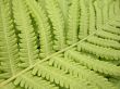 fern background