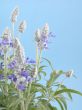 fres aromatic bunch of sage
