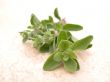marjoram