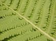 fern background