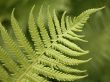 fern details