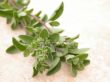 marjoram