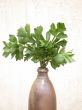 celery