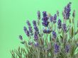 lavender