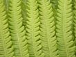 fern details
