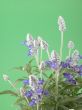 fres aromatic bunch of sage