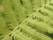 fern details