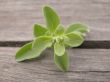marjoram