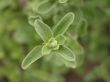 marjoram