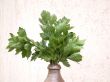 celery