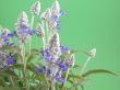 fres aromatic bunch of sage