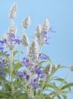 fres aromatic bunch of sage