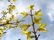 Small yellow flowers and clouds