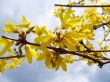 Small yellow flowers
