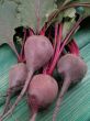 beetroot