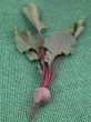 beetroot