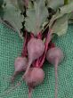 beetroot